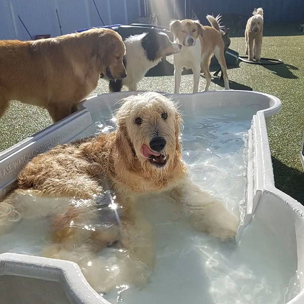 Daycare Dogs All Day Charlotte