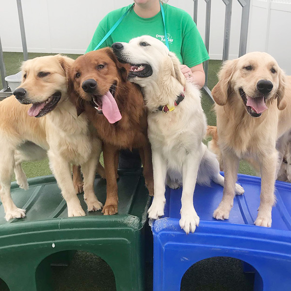 Daycare Dogs All Day Charlotte